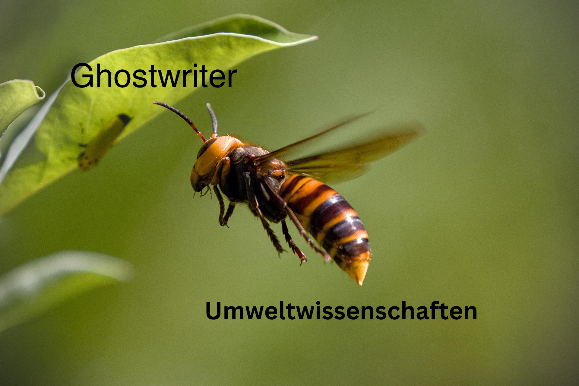 Ghostwriter Umweltwissenschaften